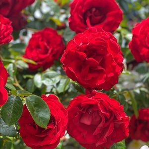 Meet your Posher, Helen